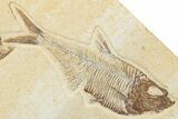 Multiple Fossil Fish Plate (Diplomystus & Knightia) - Wyoming #244189-2